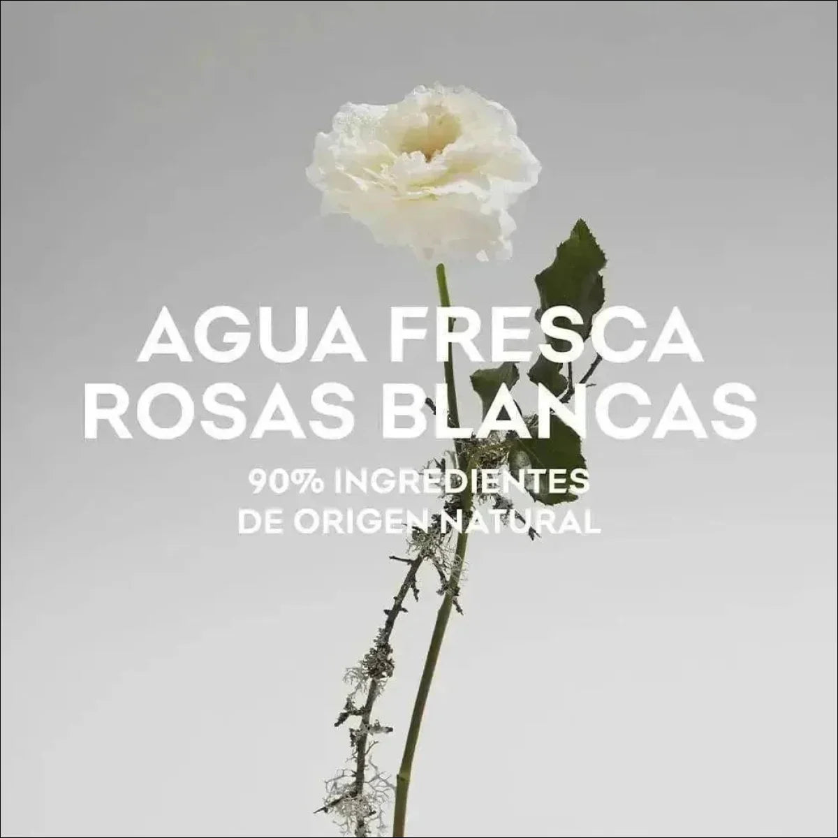 Adolfo Dominguez Agua Fresca De Rosas Blancas 120ml EDT Para Mulheres - Perfume Floral Elegante - Jm Grife - issues - Jm Grife - Adolfo Dominguez Agua Fresca De Rosas Blancas 120ml EDT Para Mulheres - Perfume Floral Elegante
