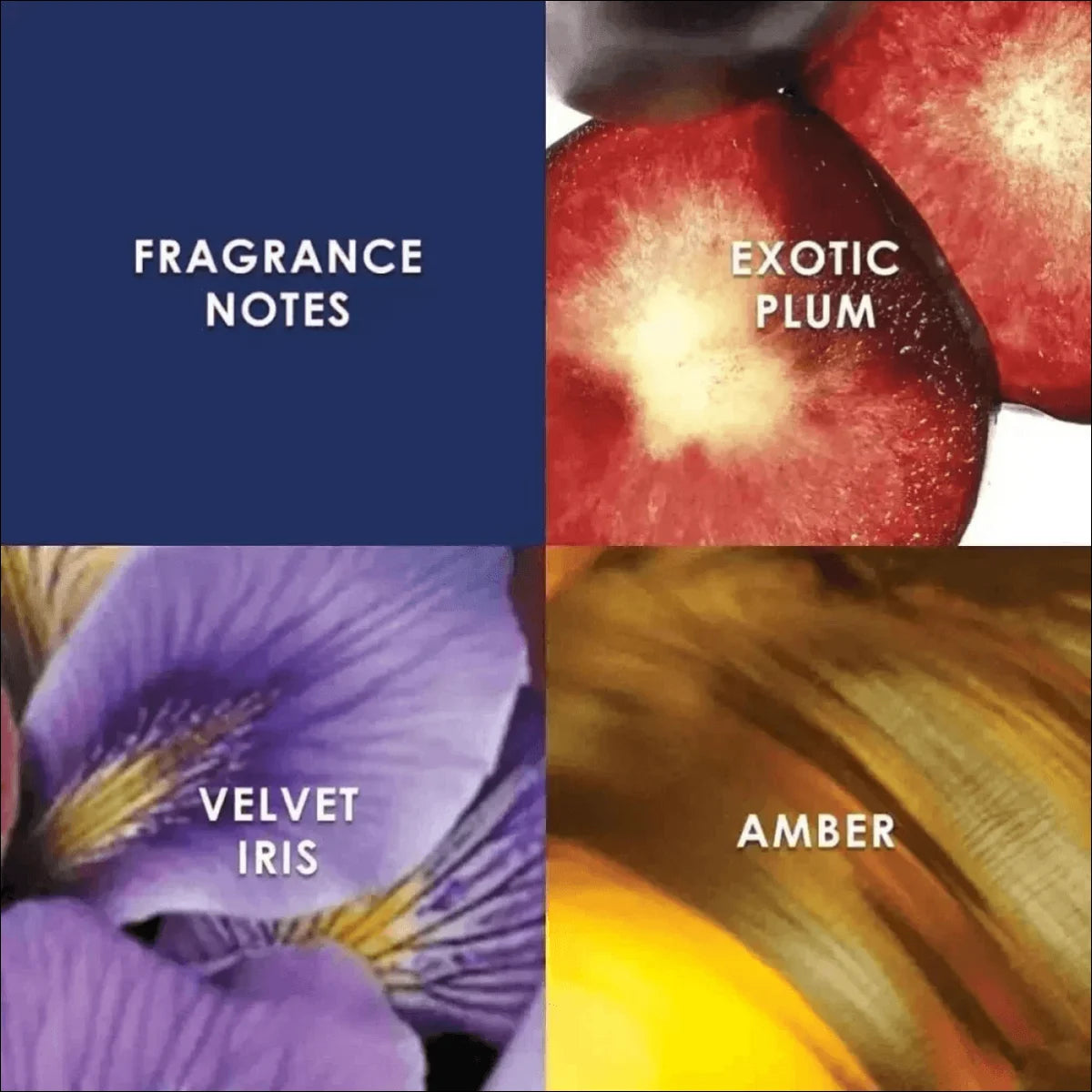 Eau de Parfum Midnight Fantasy 100ml - Fragância Marcante com Excelente Fixação - Jm Grife - Eau de Parfum,Feminino,Fragrância,Midnight Fantasy,optimized,Perfume - Jm Grife - Eau de Parfum Midnight Fantasy 100ml - Fragância Marcante com Excelente Fixação