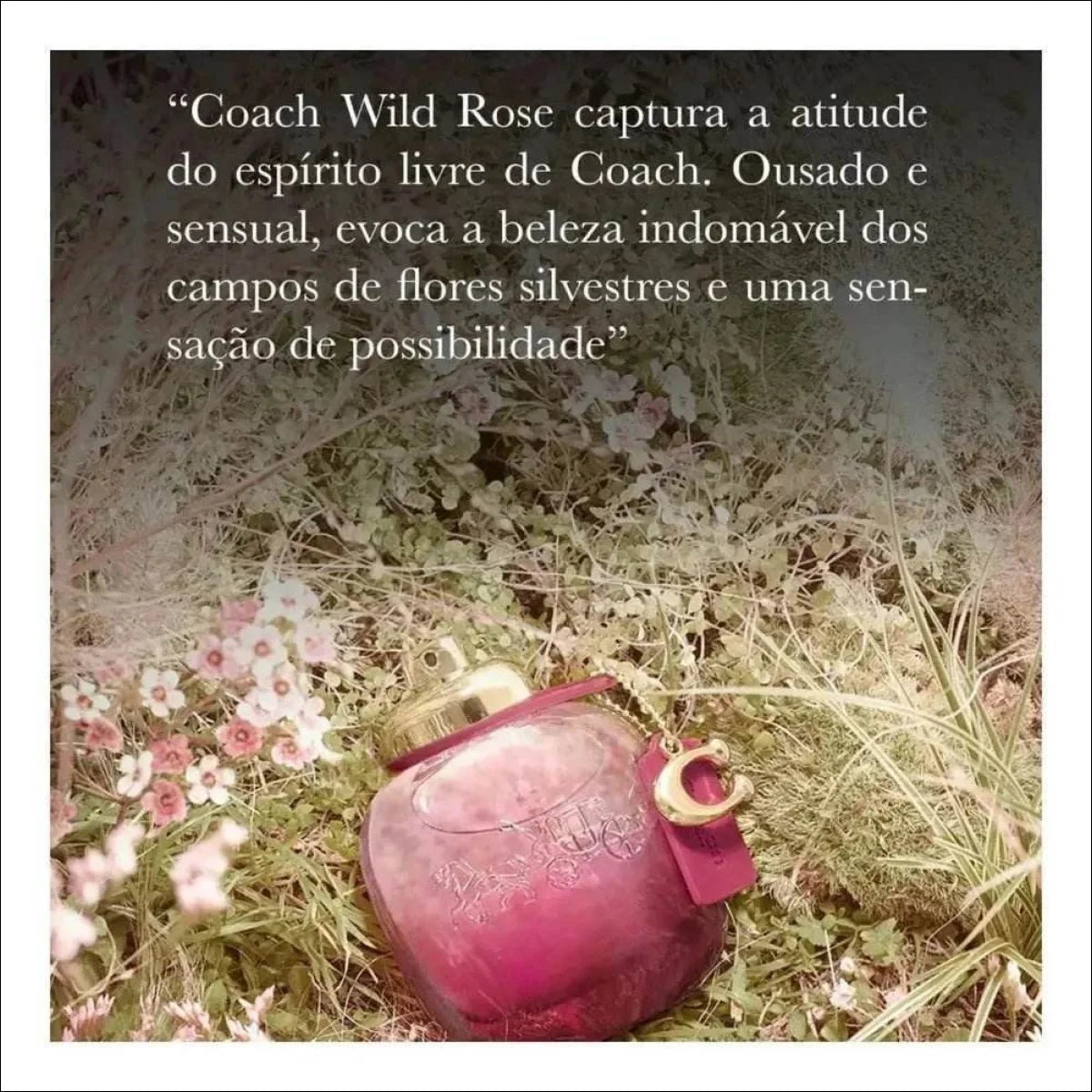 Wild Rose Coach Eau De Parfum - Perfume Feminino 50ml - Jm Grife