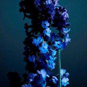 Perfume Phantom 50 ml - Jm Grife