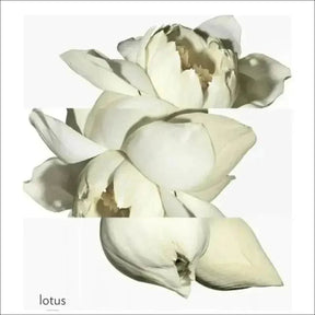 Un Jardin Sur Le Nil Hermès Edt - Perfume Unissex 50ml - Jm Grife